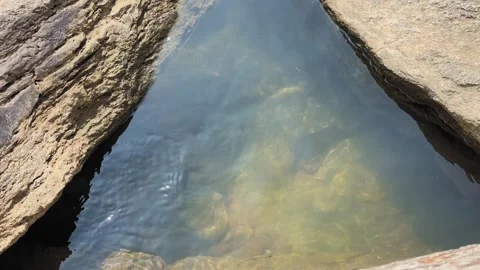 Still River Pool With Small Fish Stock-Footage 331035539