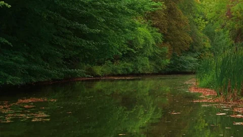 Still river stretching between forest banks with reeds and fallen leaves. Autumn Stock Footage 317082696