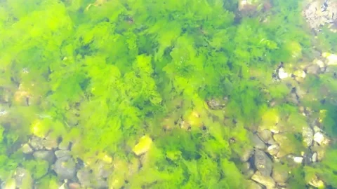 Still sea and algae Stock Footage