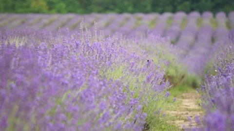 Still shot and focus pull at lavanda field in the summer Stock Footage 233123338