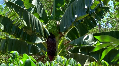 Still shot of a beautiful large-leaf banana tree with a bunch of green bananas Video stock 237477588