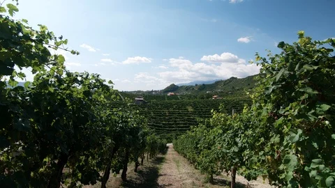 Still shot - Beautiful view through the vineyard in Valdobbiadene - 4k Stock Footage 115434528