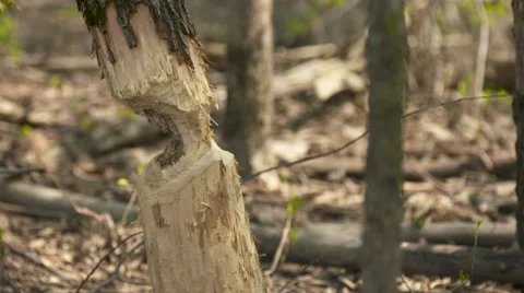 Still shot beaver chewed tree Stock-Footage 65156131