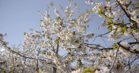 Still Shot Of Blooming Cherry Blossom Trees Stock Footage 124641896