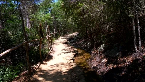 Still shot, a bright path and a stream in a forest, Vale do Capao, Bahia, Brazil Stock Footage 237477618