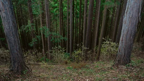Still shot of cedar forest on Mount Ōtake, Japan Stock Footage 319620700