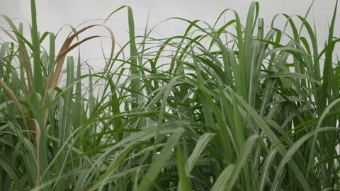 Still shot close up of sugar cane leaves blowing in the wind Stock Footage 309843236