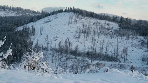 Still Shot of cut Down Forest, Deforestation Stock Footage 147051209