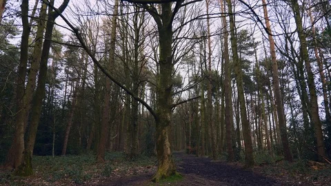 Still Shot of Dense Forest Vídeo Stock 126075085