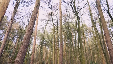 Still Shot of Dense Forest Looking Up Vídeo Stock 126075078