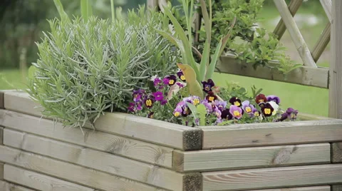 Still shot of flower bed Stock Footage 38860132