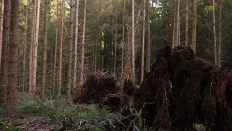 Still Shot Of A Forest With A Fallen Over Tree Base In The Front Stock Footage 222117667