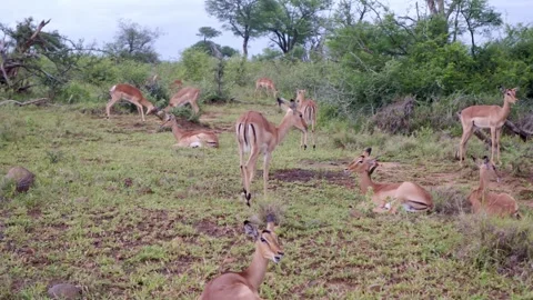 Still shot of a group of wild impala antelopes in their natural habitat in the Stock Footage 254599113