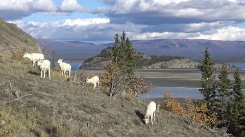 Still Shot of Herd of Wild Sheep Grazing overlooking scenic Canadian landscape Stock Footage 74907357