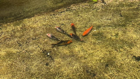 Still shot of a koi fish going around in a fish pool pond Stock Footage 256023557