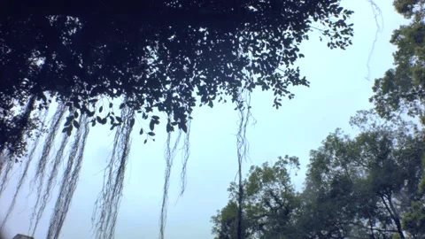 Still shot look up sky view of banyan tree with aerial roots falling down Stock Footage 204465723