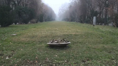 Still Shot Of A Nice Frozen Patch Of Grass And Flowers In Cismigiu Park Stock Footage 33762651