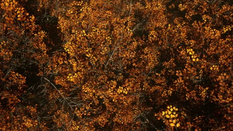 Still Shot Over Autumn Trees Blowing in Breeze Stock-Footage 201744704