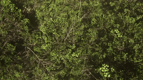 Still Shot Over Trees Blowing in Breeze Stock-Footage 201744632