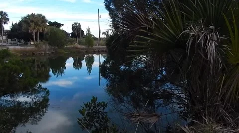 Still shot of palm trees in brush next to water Vídeos de archivo 45295953