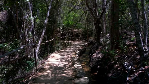 Still shot, a path and a small stream in a forest, Vale do Capao, Bahia, Brazil Stock Footage 237477597