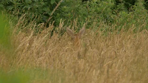 Still shot of a roe deer in a field sniffing the air; the Netherlands, 1900050 Stock Footage
