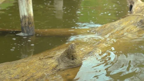 A still shot of a stump in the water Stock Footage