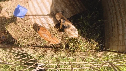 Still shot of top view of two piglets piggy snuffing around in very simple poor  Stock Footage 237619903