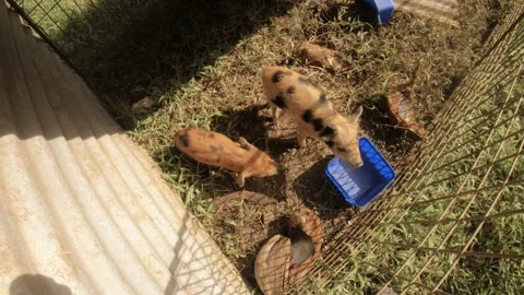 Still shot of top view of two piglets piggy snuffing around in very simple poor  Video stock 237620065