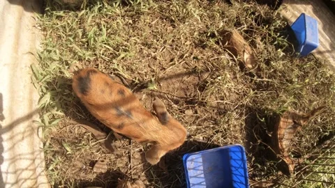 Still shot of top view of two piglets piggy snuffing around in very simple poor  Video stock 237620087