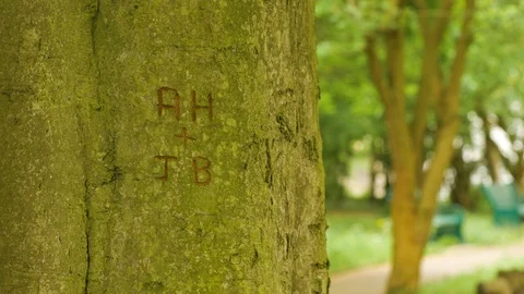 Still Shot on Tree Shallow Depth of Field 库存影片 92683789