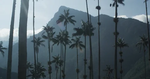 Still shot of wax palm trees and mountains in sunny Colombia Stock Footage 86151250
