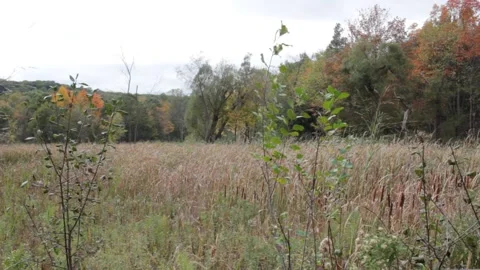 Still Shot of wind blowing through dry grass 스톡 동영상 163065217