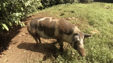Still side view of a huge fat domesticated black and white boar pig with dirt on Stock Footage 237620032