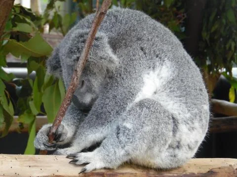 Still Sleeping Koala in Tree 스톡 사진