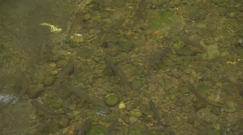 Still Stream Fish Stock Footage 32583314