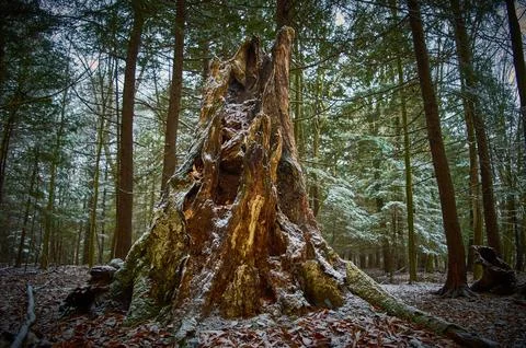 Still Stumped Stock Photos