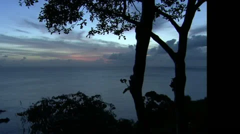 Still of Sunset framed with tree silhouette Stock Footage 22667899