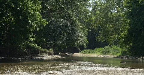Still swampy river Stock Footage 89776981