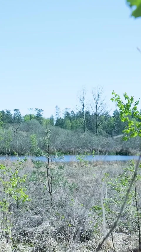 Still Tranquil Pond In Pristine Natural Forest Landscape Vidéo 335476974