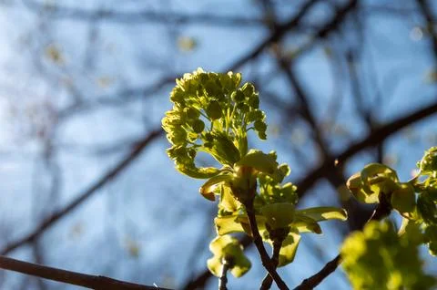 A still unopened flower from which a cherry will grow Stock Photos