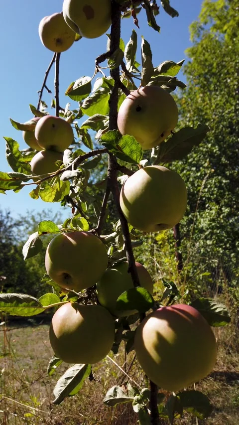 Still vertical video of apples growing on tree branch in orchard Stock Footage 345214631