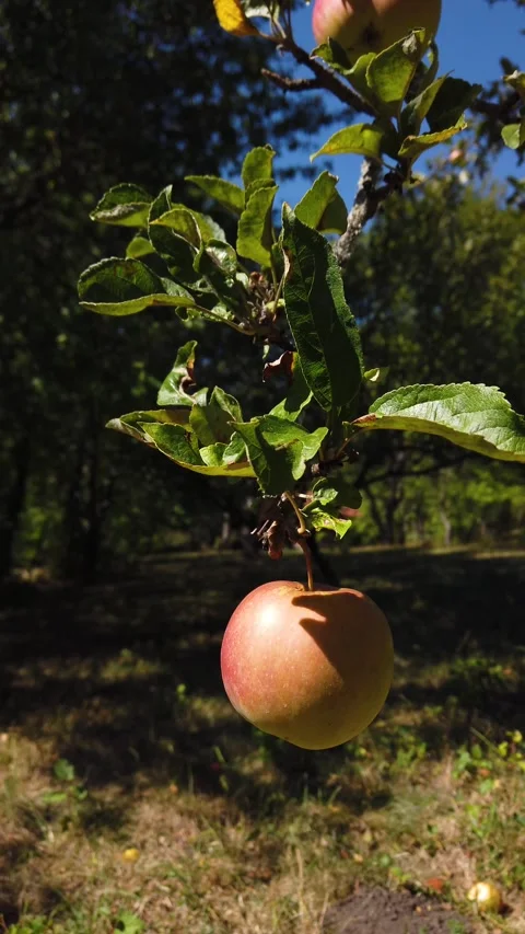 Still vertical video of apples growing on tree branch in orchard Stock Footage 345214649