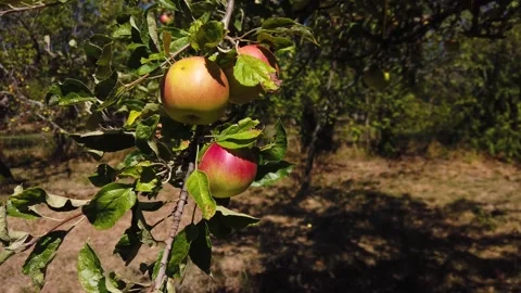 Still video of apples growing on tree branch in orchard Stock Footage 345493097