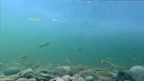 Still video of a blue tropical river under water full of small freshwater fish Stock Footage 336916002