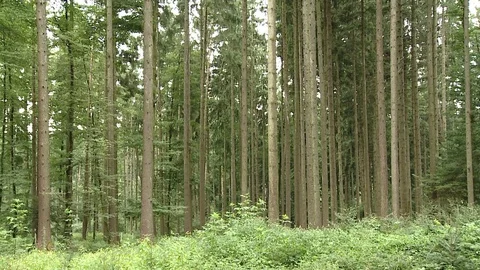 Still video of a forest with trees, a little moving in the little wind Stock Footage 73466176