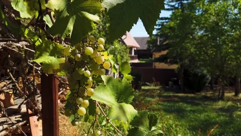Still video of grapes bunch with green leaves in backyard vineyard Stock Footage 345138725