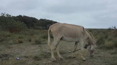Still video of a grey colored donkey that is grazing Stock Footage 146754452