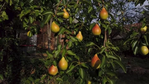 Still video of pears growing on tree branch in orchard Stock Footage 345493098