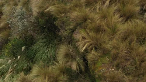 Still video showing different types of grasses bushes and herbs Stock Footage 142756258